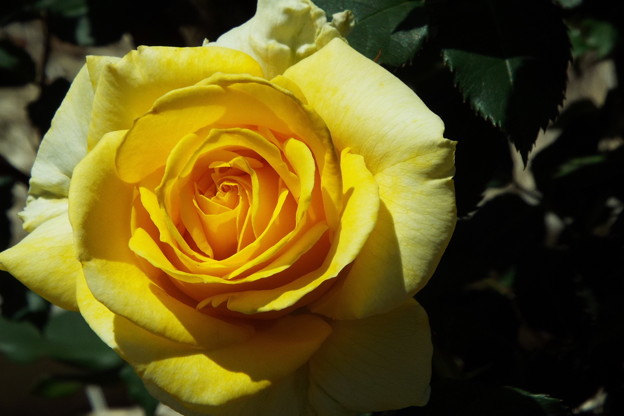 DSCF0148