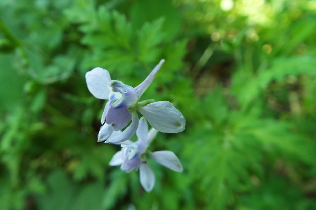 DSCF0259