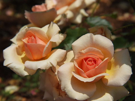 2008_05270036