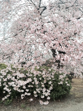 20160402 ブログ松金会6