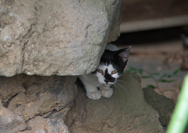 石灯籠に登る仔猫ちゃん