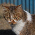 Photos: あんずちゃんも元気そう