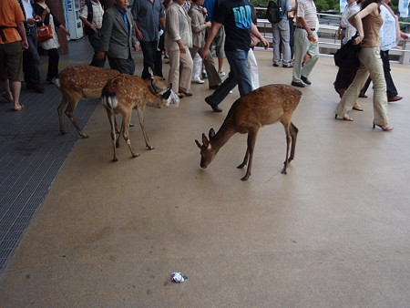 宮島桟橋の鹿