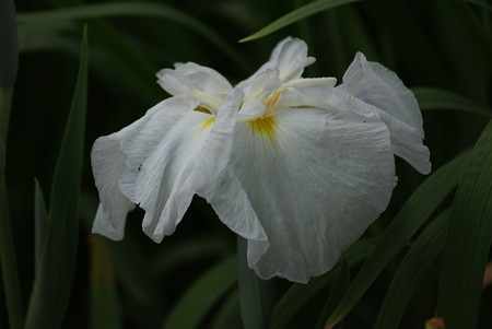 花菖蒲　涼夕