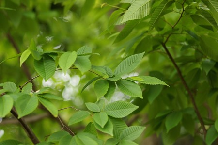 熊四手(クマシデ)