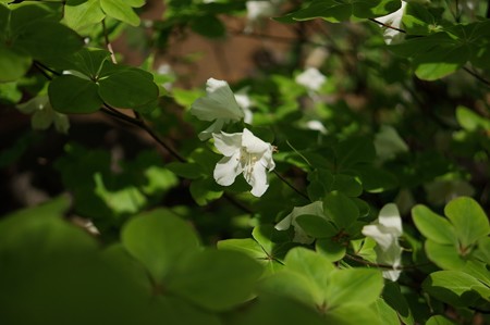 白八汐（シロヤシオ）