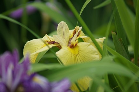 花菖蒲　金鶏