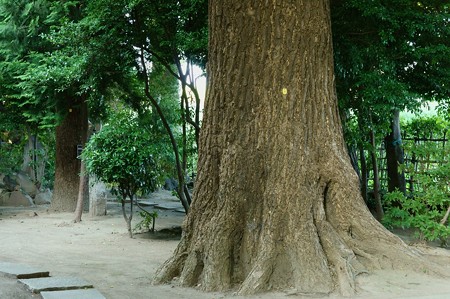 葛西神社　巨樹に出会う