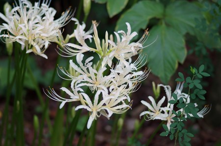 白花曼珠沙華(シロバナマンジュシャゲ)