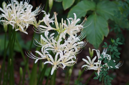 白花曼珠沙華（シロバナマンジュシャゲ）