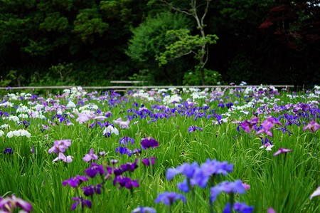 本土寺 弁天池 花菖蒲