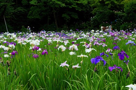 本土寺 弁天池 花菖蒲