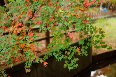 大町自然観察園
