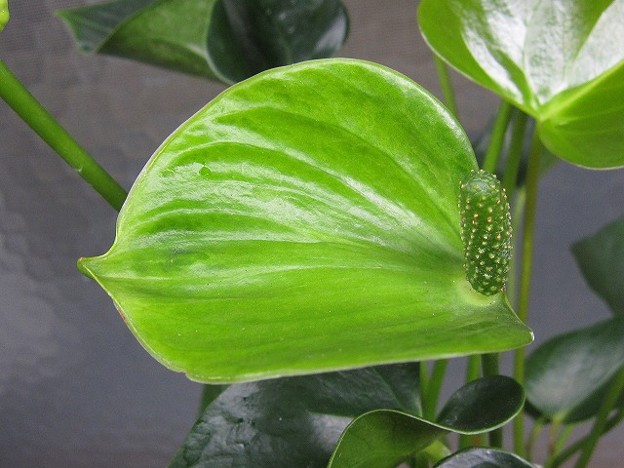 緑花になったアンスリューム 写真共有サイト フォト蔵
