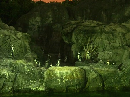 20140813 葛西 夜のペンギンプール06
