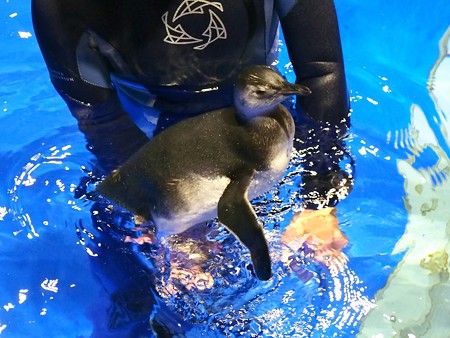 20140721 すみだ はっぴちゃん08