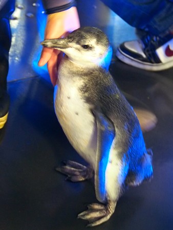 20140721 すみだ はっぴちゃん01