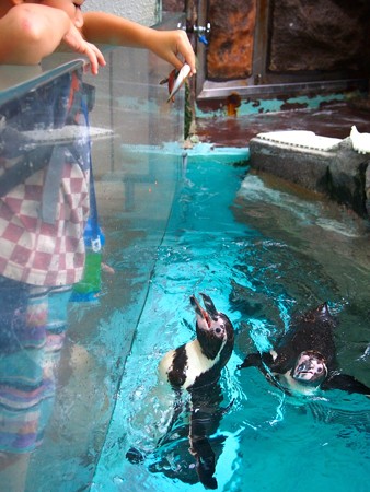 20140809 松島 ランチタイム03