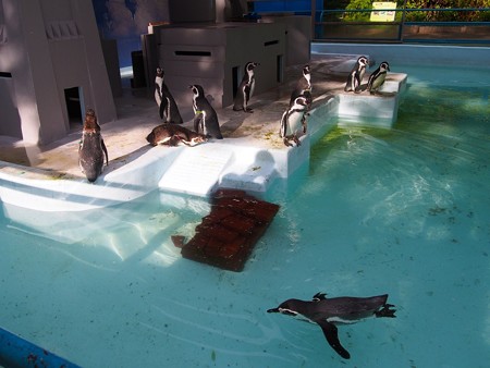 20140823 野毛山 ペンギンプール01