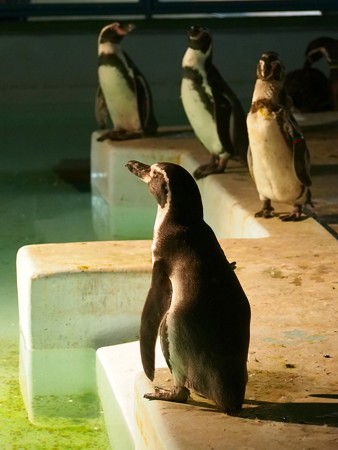 20140823 野毛山 夜のペンギンプール06