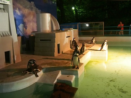 20140823 野毛山 夜のペンギンプール05