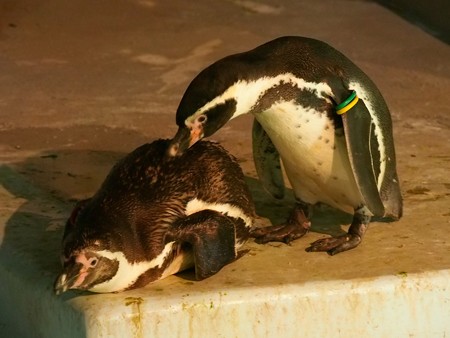 20140823 野毛山 夜のペンギンプール13