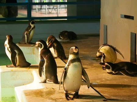 20140823 野毛山 夜のペンギンプール12