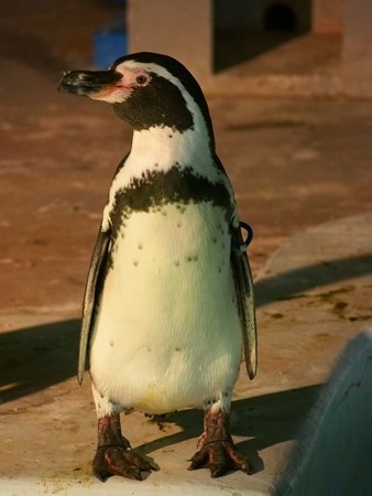 20140823 野毛山 夜のペンギンプール10