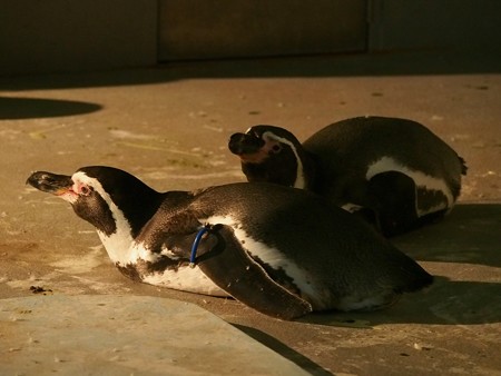 20140823 野毛山 夜のペンギンプール09