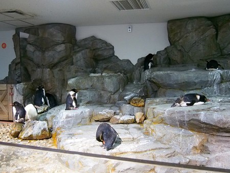 20140905 海遊館 イワトビ01