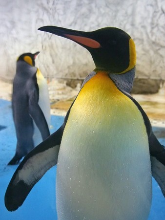 20140906 天王寺 キングペンギン02