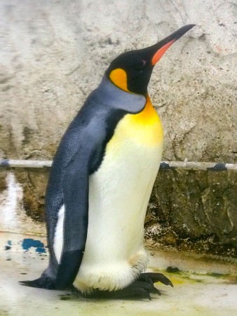 20140906 天王寺 キングペンギン01