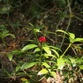 Photos: ツルシキミ　Skimmia japonica var. intermedia f. repens