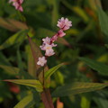 Photos: サクラタデ　Persicaria odorata subsp. conspicua