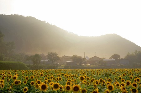 かくさんする光