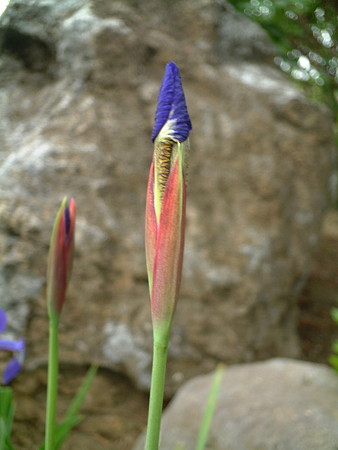アヤメ（Iris sanguinea Hornem.）