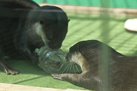 tokyowildlife110924120