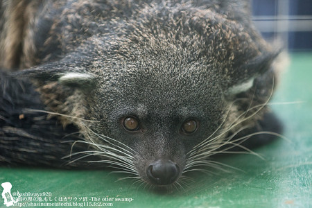tokyowildlife140920037