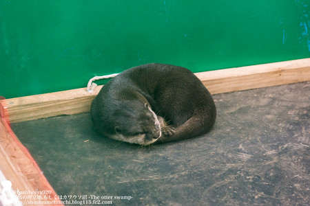 tokyowildlife140920100