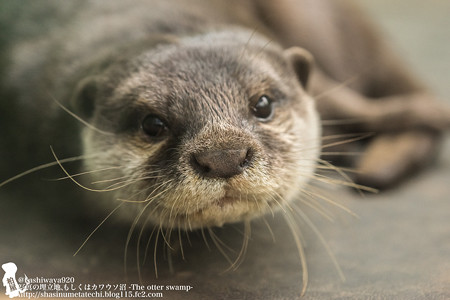 tokyowildlife140920104