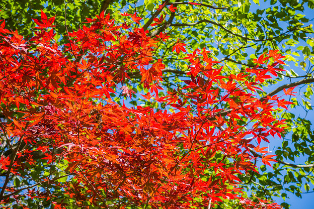 天山の紅葉