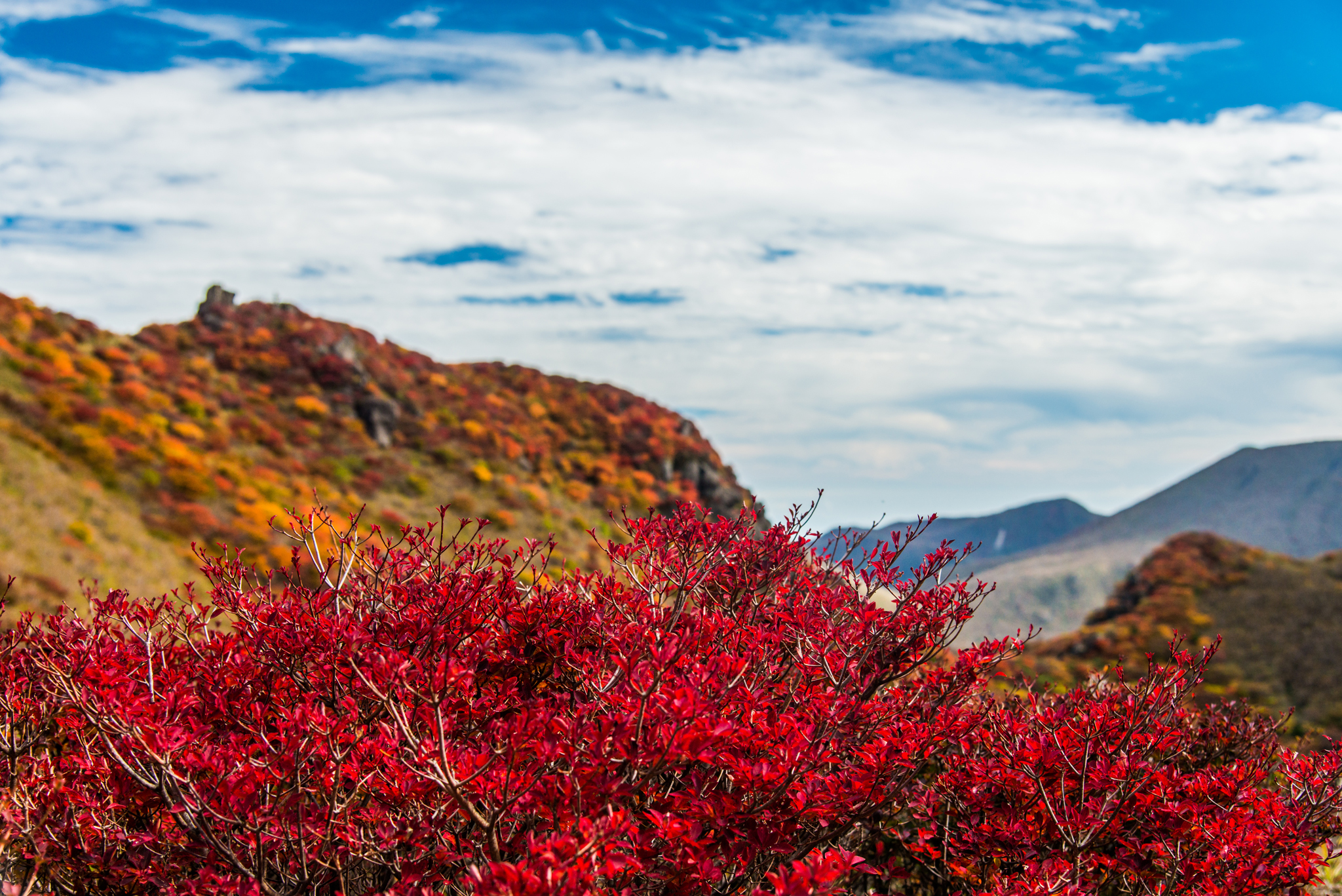 深紅のドウダンツツジ