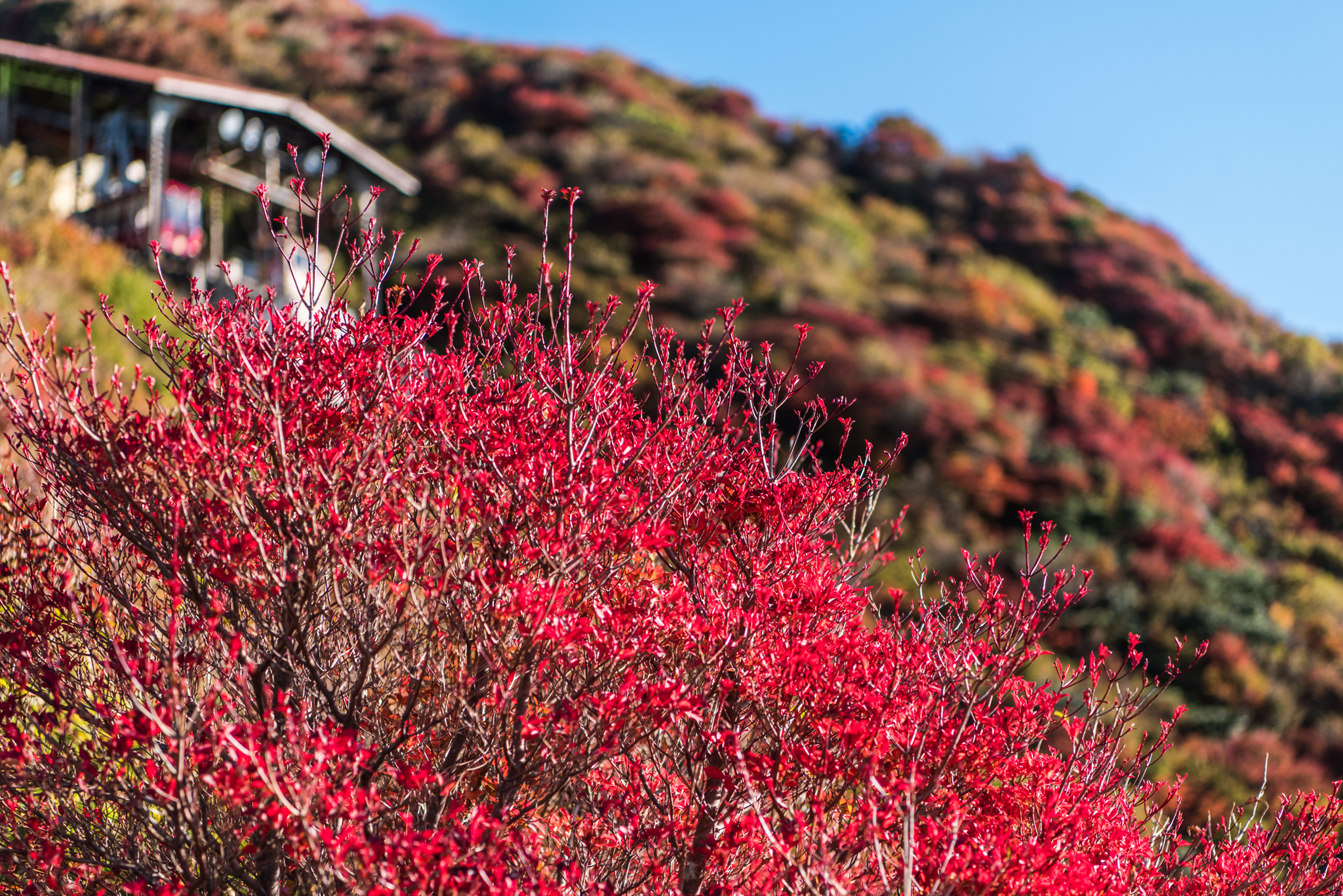 妙見岳の紅葉-2
