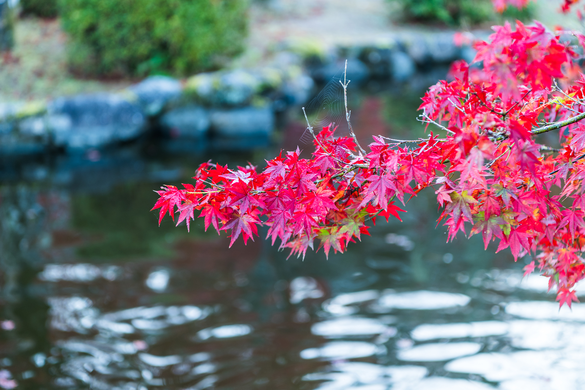 紅葉@西渓公園-1