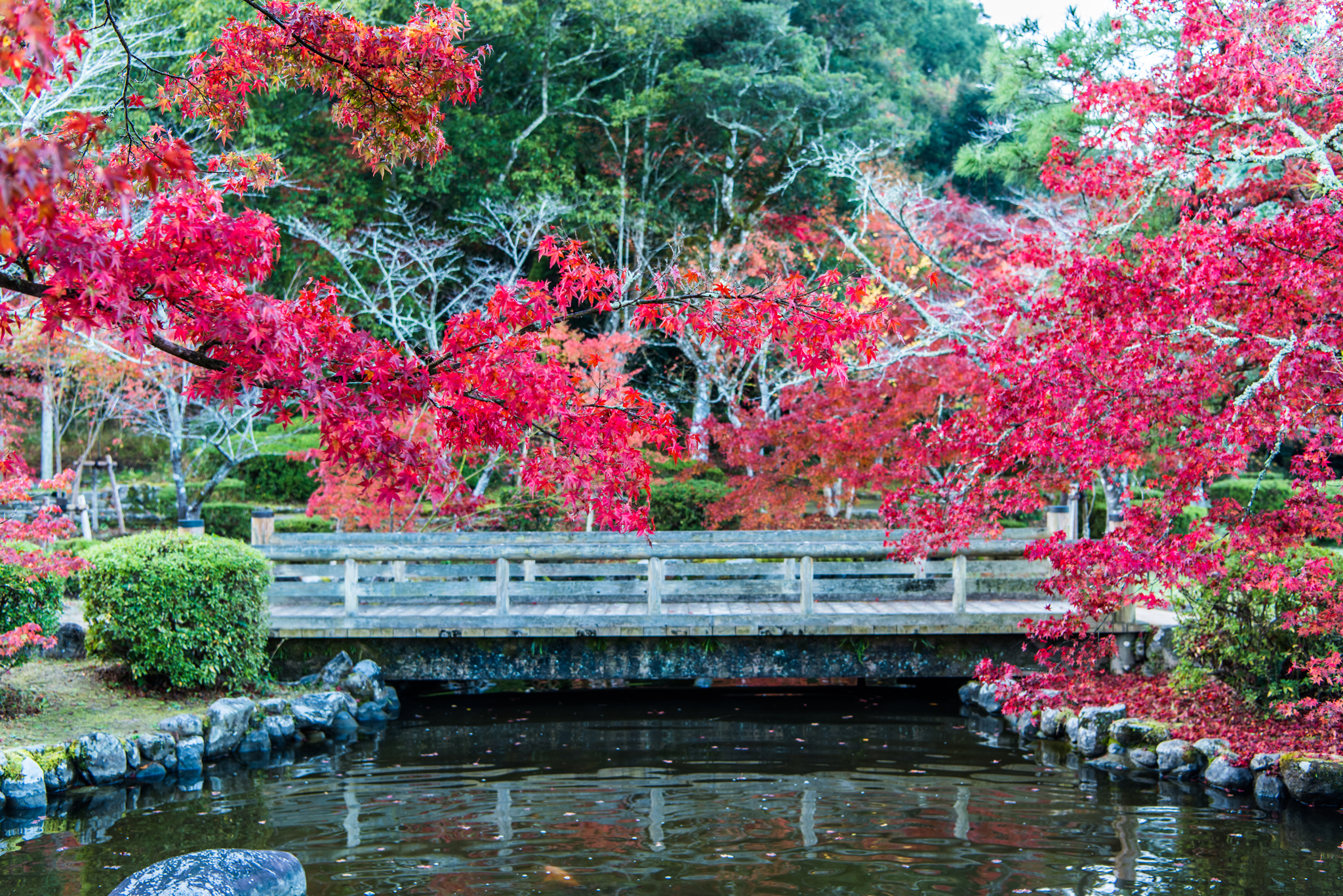 西渓公園-6