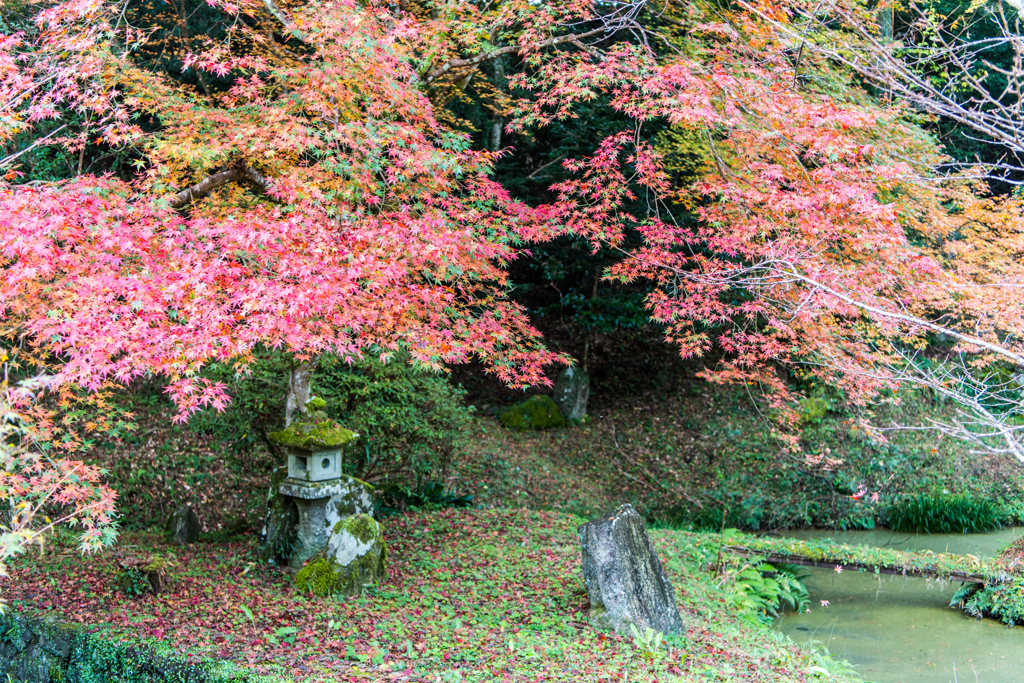 紅葉@若宮八幡宮-1