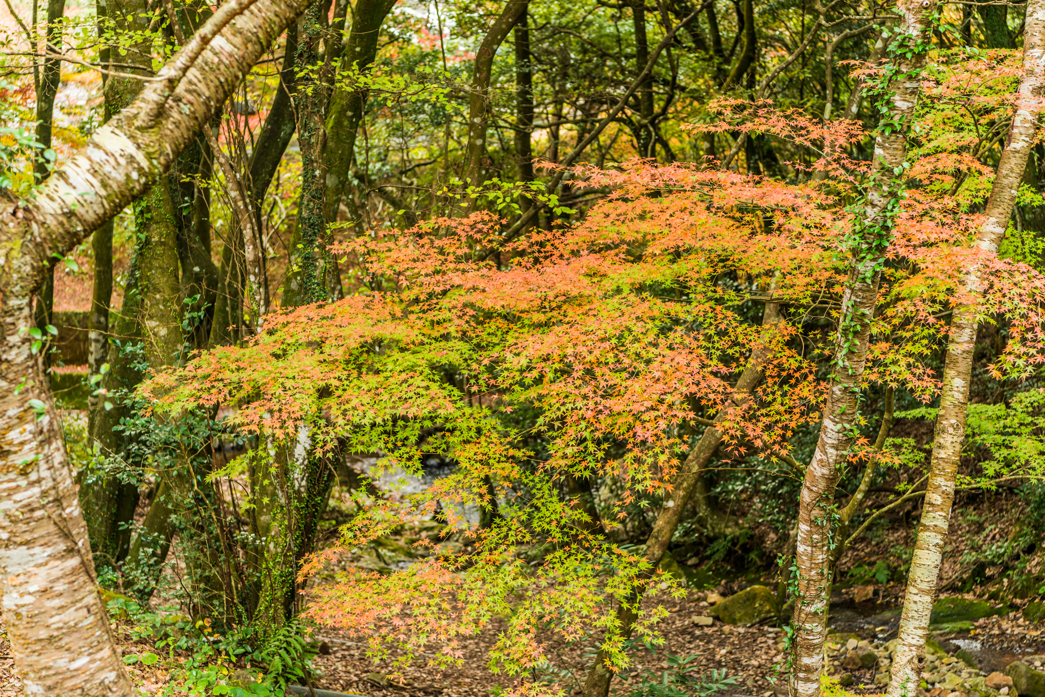 黒髪登山道の紅葉