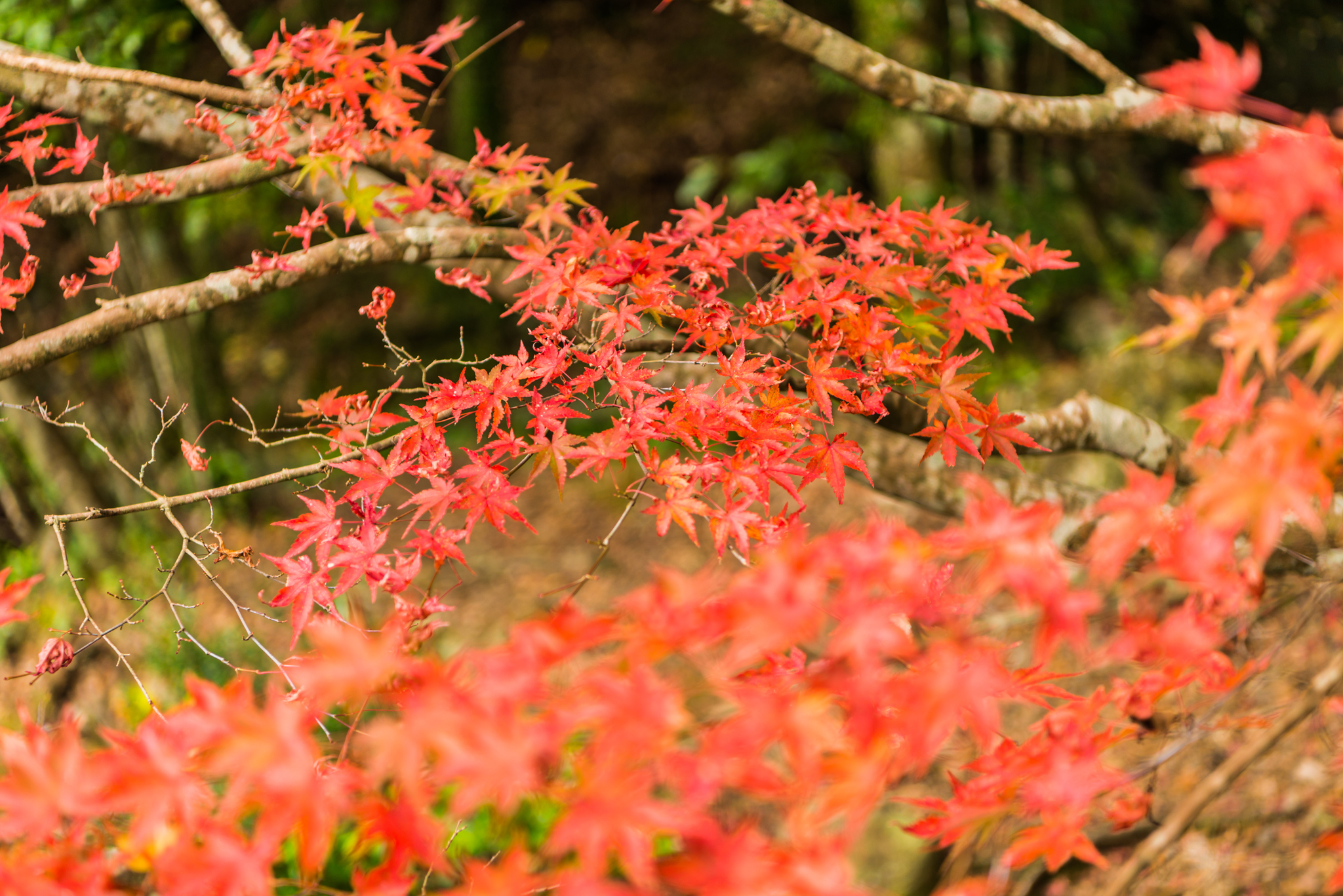 竜門峡の紅葉-3