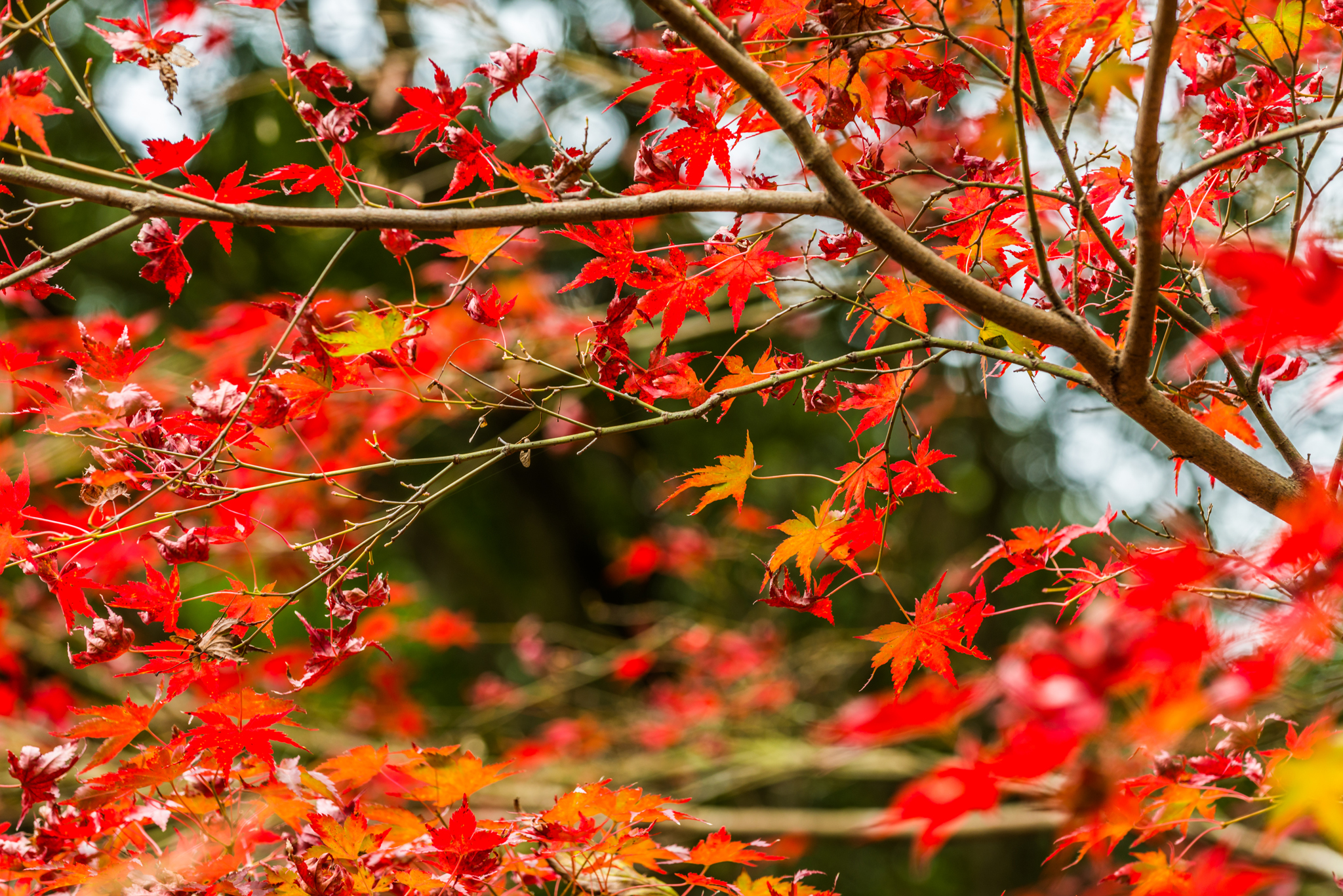 竜門峡の紅葉-7