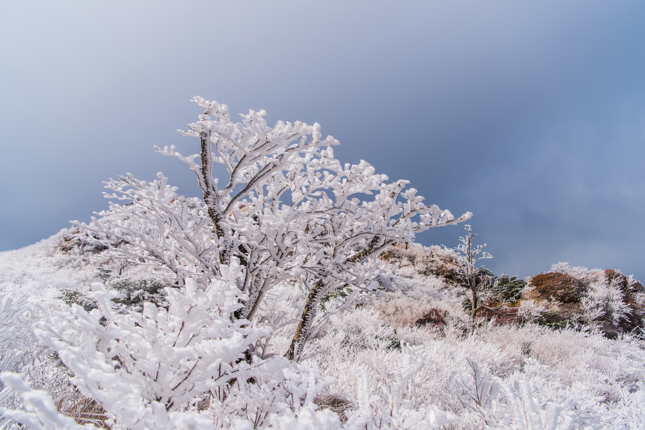 枯れ木に咲く白い花